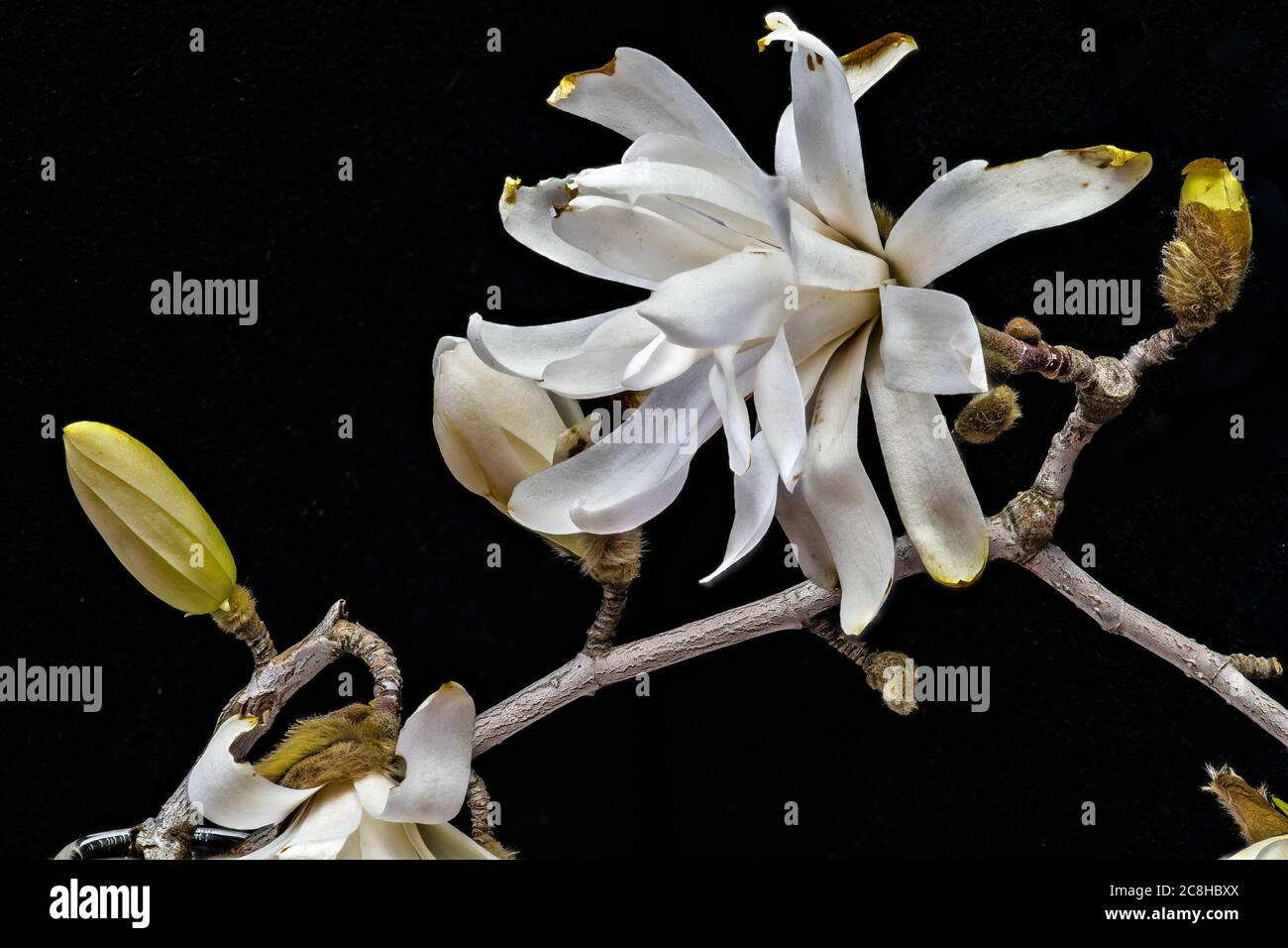 Flower of a Magnolia Tree (Magnolia stellata 'Royal Star') Stock Photo