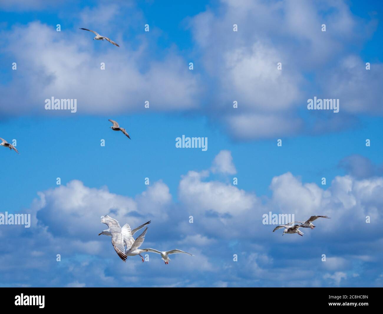 white seagulls flying in the blue sky with white clouds Stock Photo - Alamy