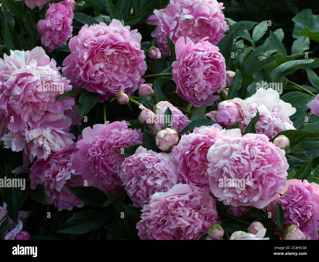 Double peonies hires stock photography and images Alamy