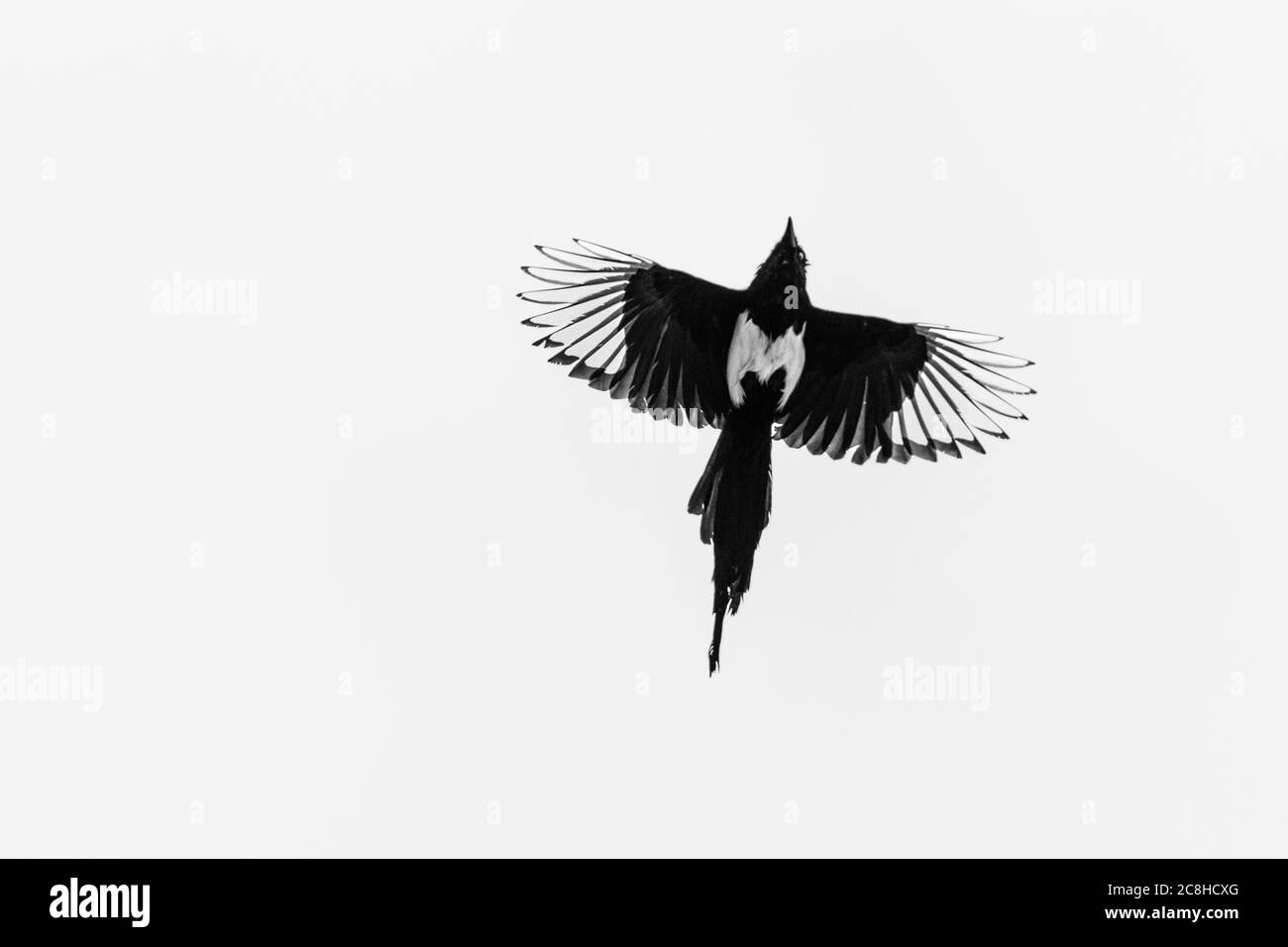 Flying Magpie (Pica pica) Stock Photo
