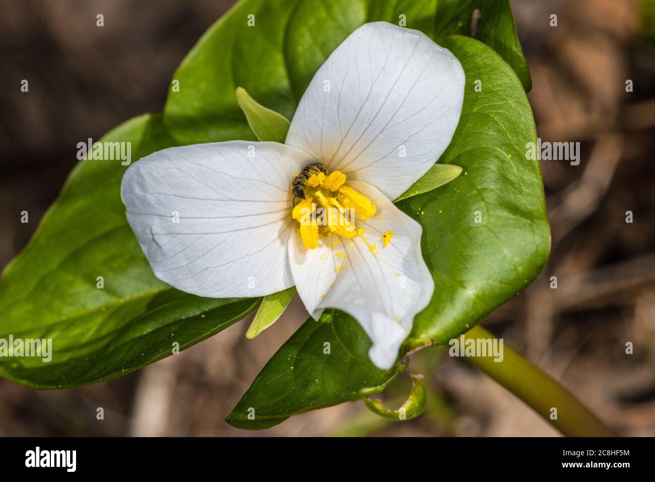 White Trillium (Trillium ovatum) Flower Stock Photo