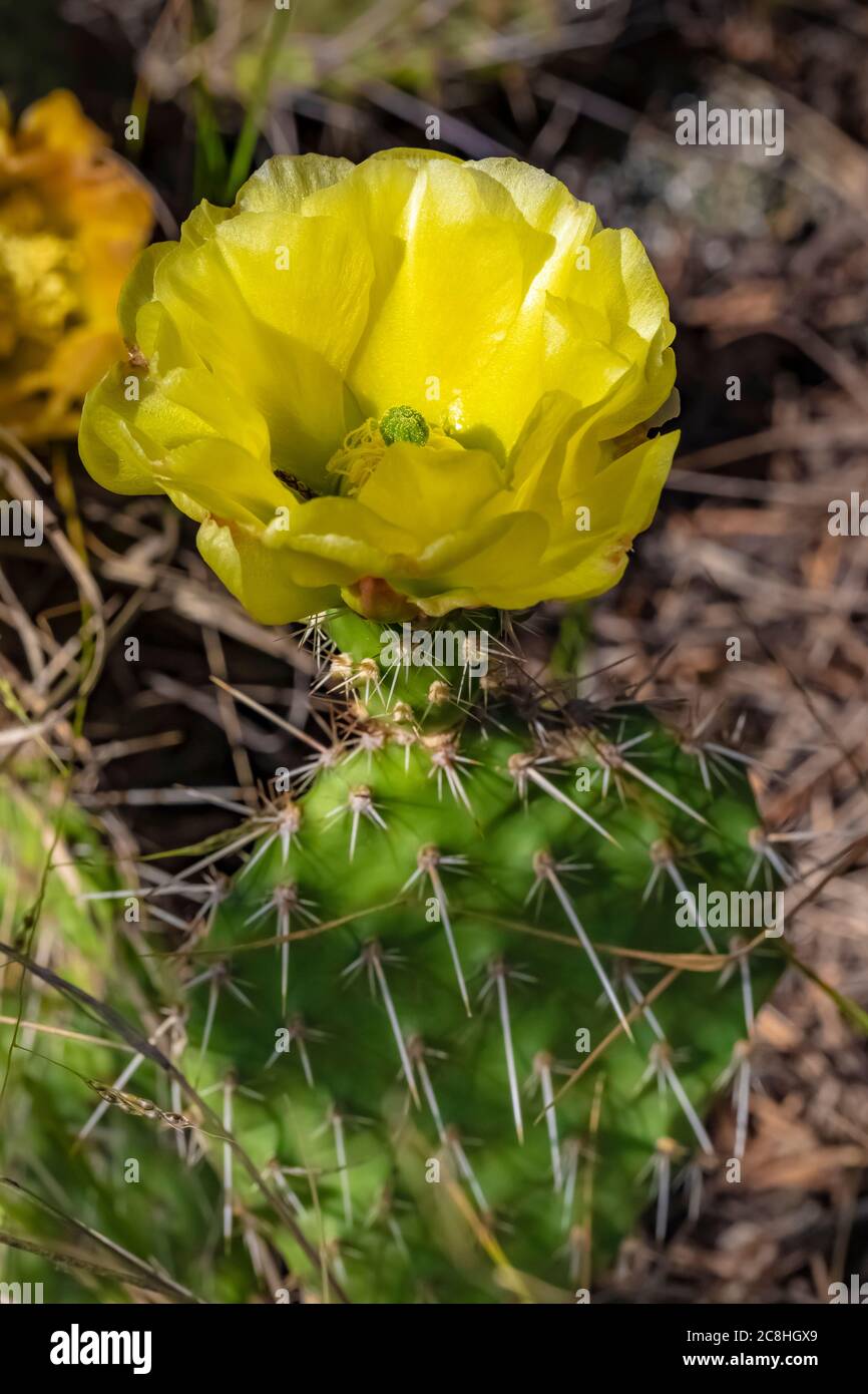 Prickly Pear Cactus, Opuntia polyacantha, flowering along Caprock Coulee Nature Trail in Theodore Roosevelt National Park, North Unit, North Dakota, U Stock Photo