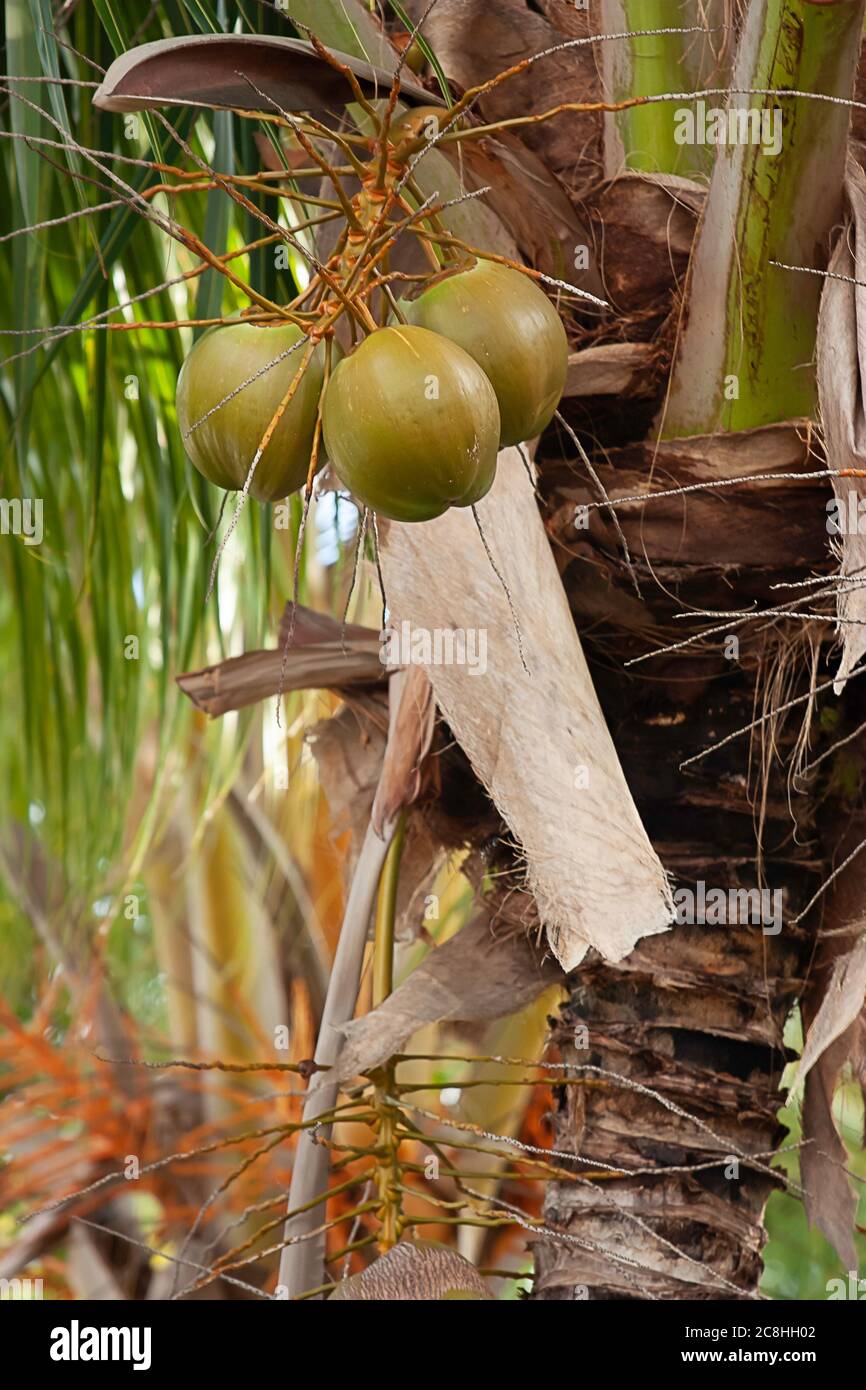 Palm frond hanging hi-res stock photography and images - Alamy