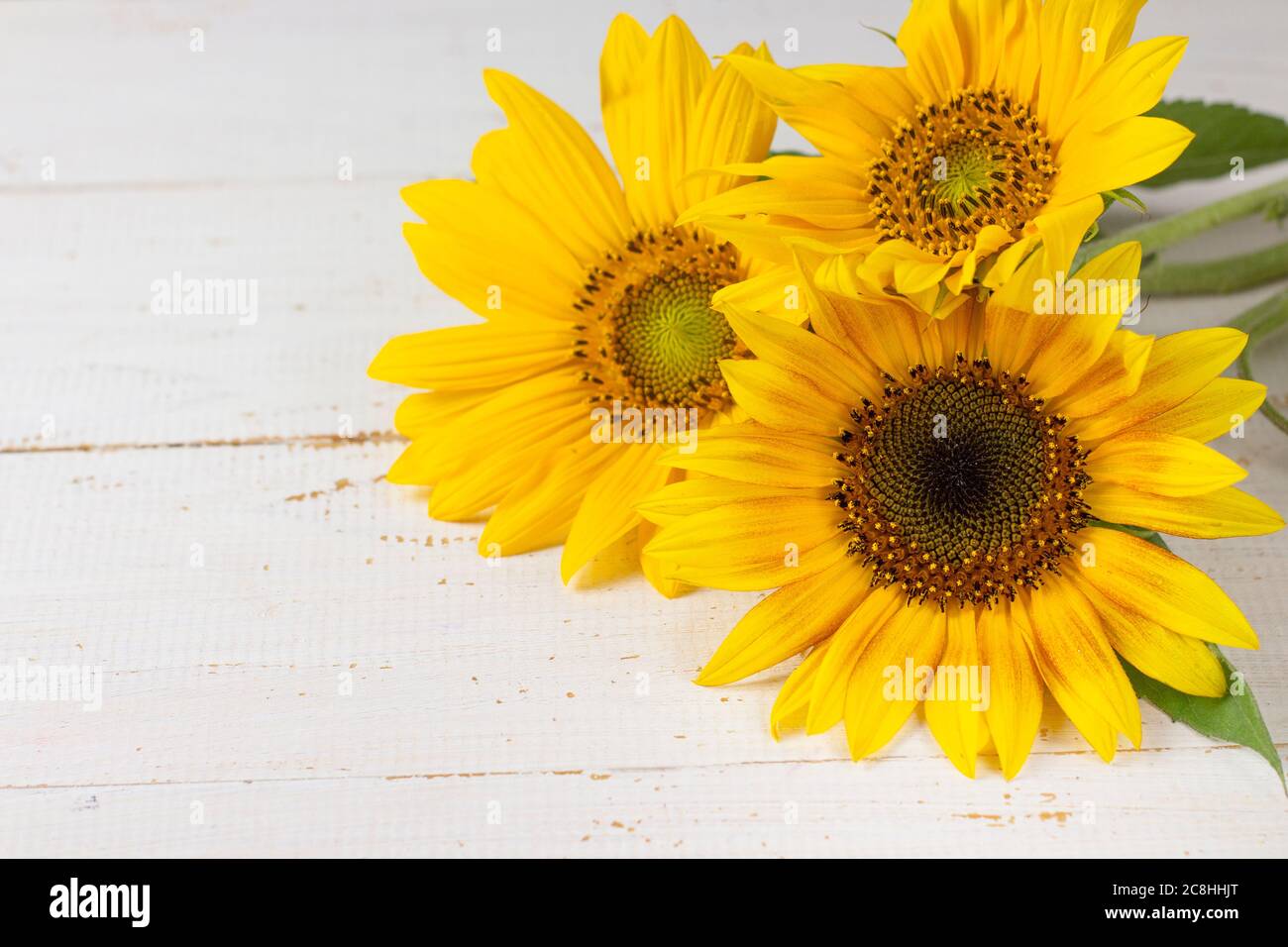 Yellow Sunflower On A White Wooden Background Bright Yellow Flowers Blooming Sunflower Banner Copyspace Stock Photo Alamy