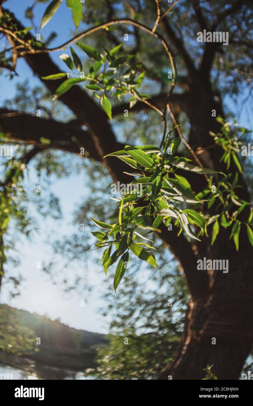 Leaves and branches of a large tree Willow against the blue sky. Bottom ...