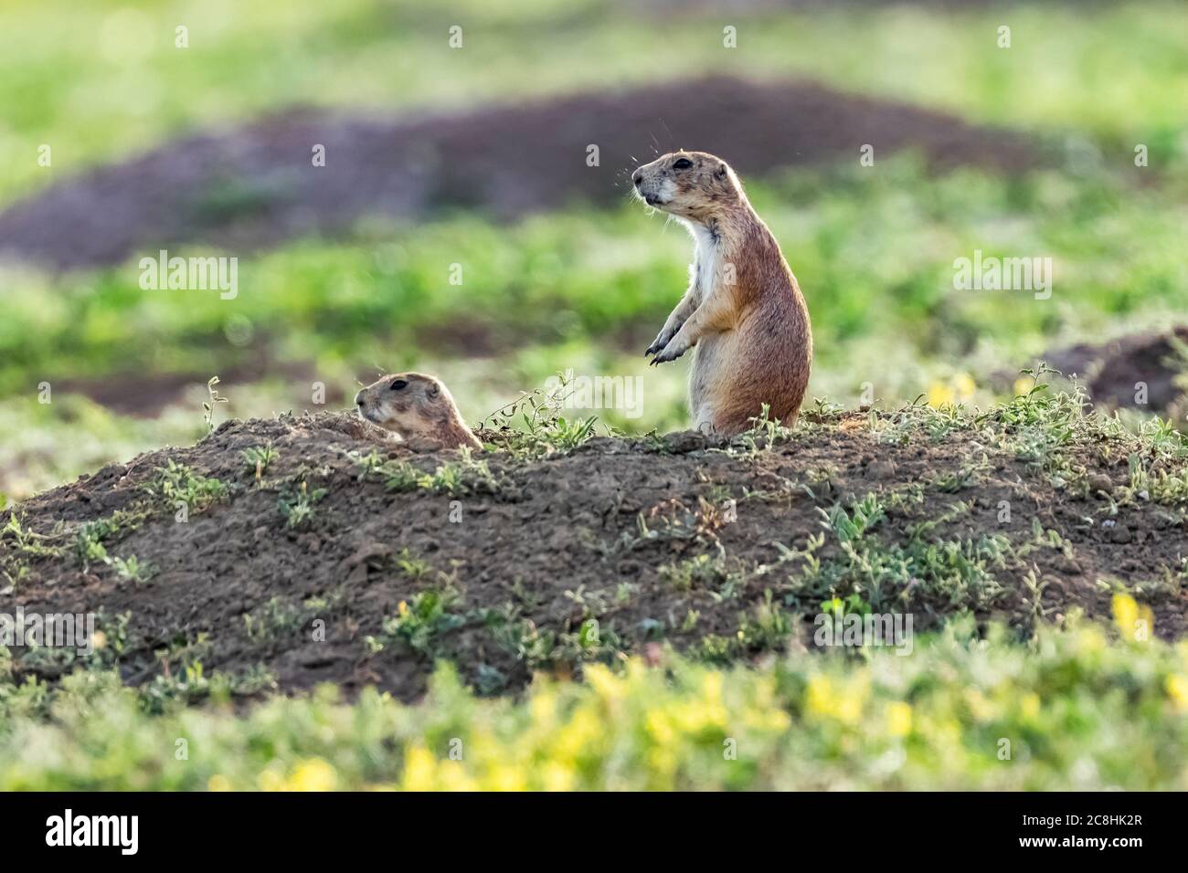 Black-tailed Prairie Dog, Cynomys ludovicianus, in Theodore Roosevelt National Park, South Unit, in North Dakota, USA Stock Photo