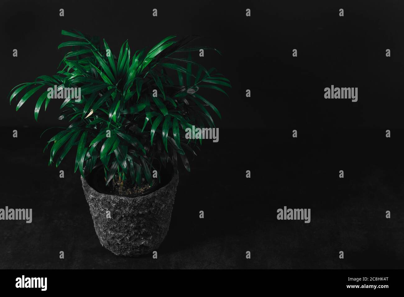 Front view of green plant in gray stone pot on dark textured table in ...