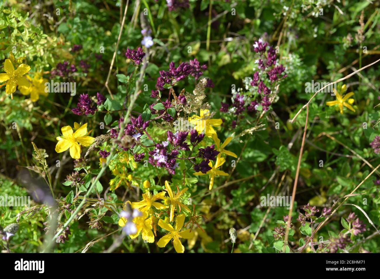 Marjoram path hires stock photography and images Alamy