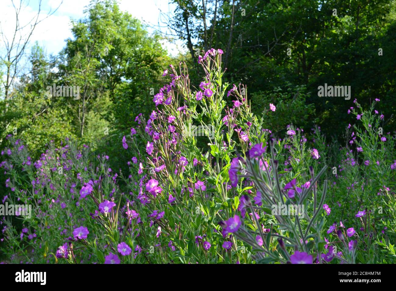 Hairy willow herb growing in July in the North Downs, near Andrews Wood and Pilots Wood, near Shoreham, Kent Stock Photo