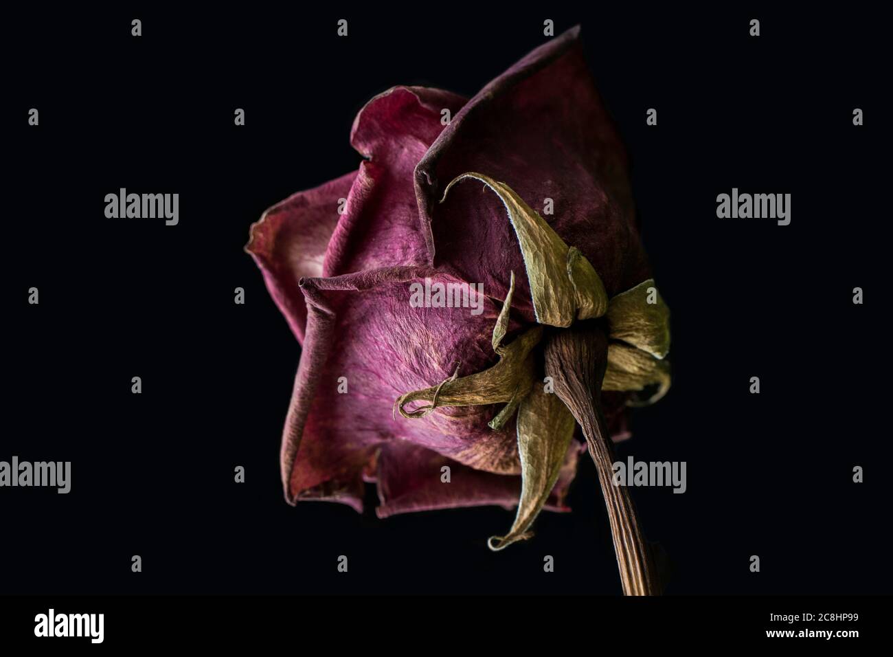 Turned Out Roses Rose Turned Away Stock Photo - Alamy