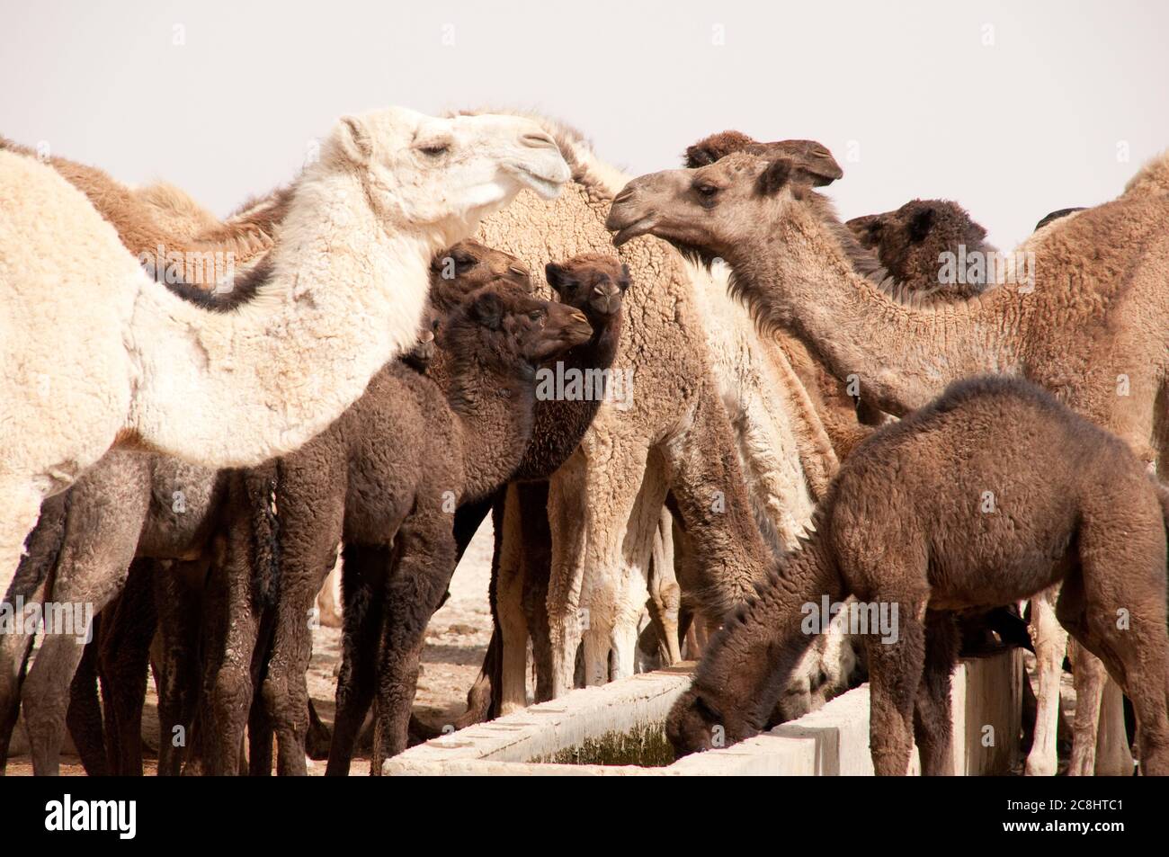 A herd of domesticated Arabian camels at a watering hole in the Eastern Desert of the Badia region, Wadi Dahek, the Hashemite Kingdom of Jordan. Stock Photo