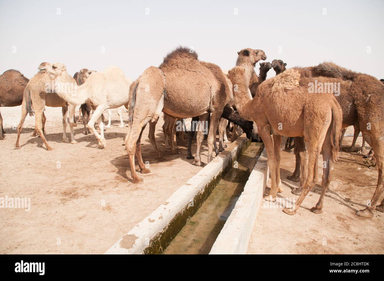 A herd of domesticated Arabian camels at a watering hole in the Eastern Desert of the Badia region, Wadi Dahek, the Hashemite Kingdom of Jordan. Stock Photo
