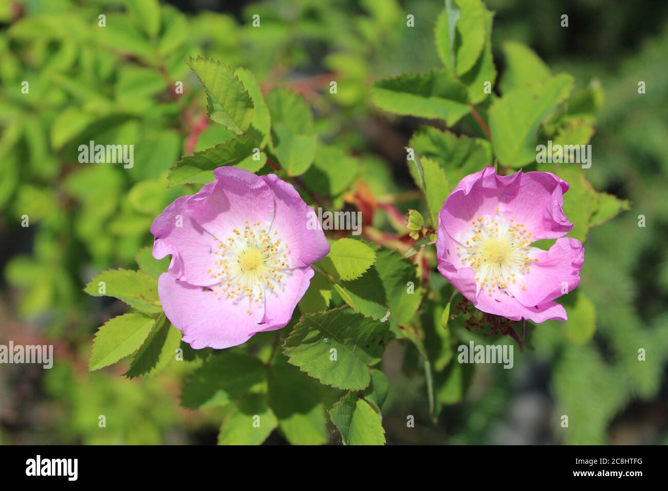 Prickly wild rose hires stock photography and images Alamy