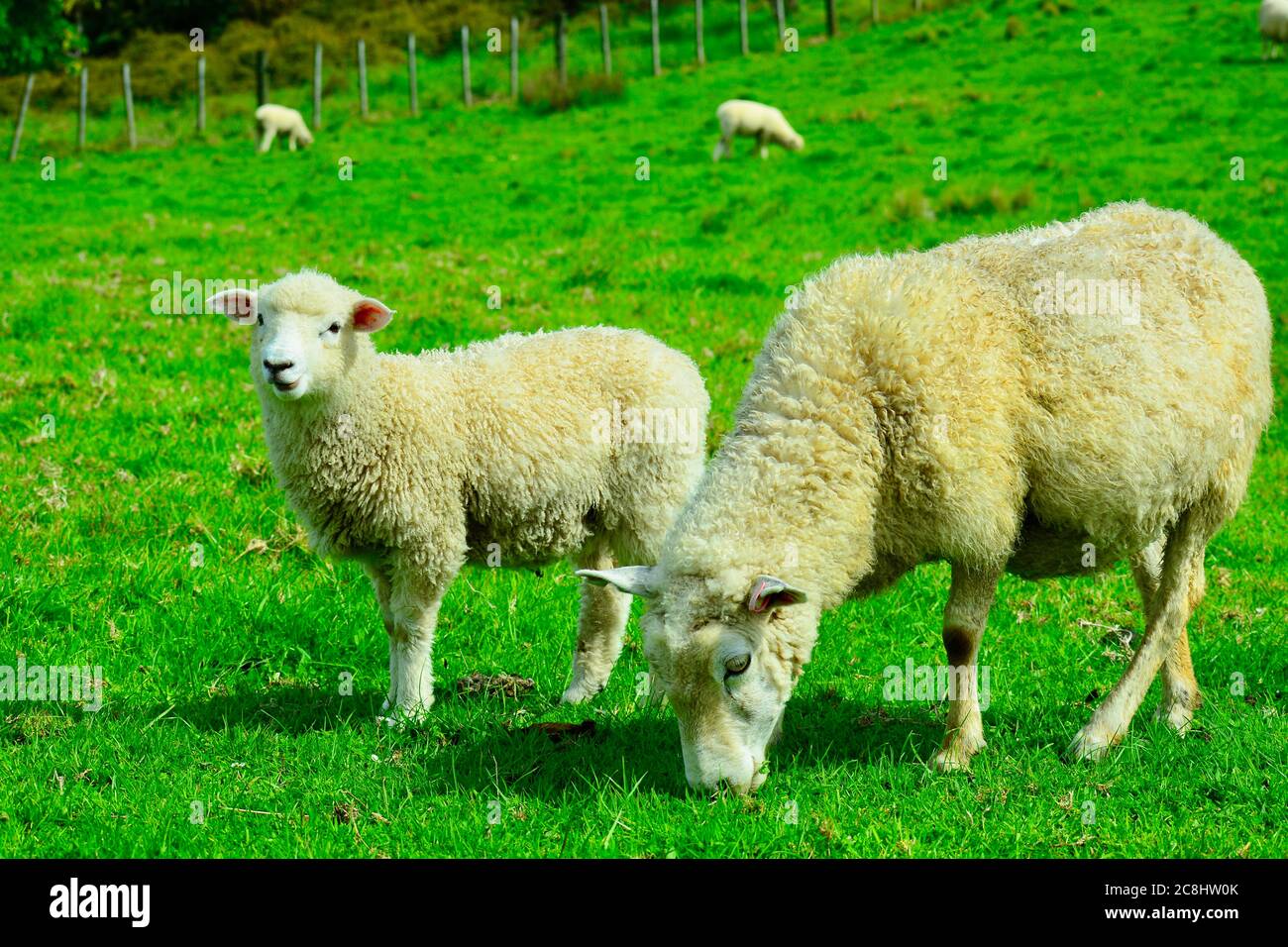 Portrait of a spring lamb with its mom. Free-range farming, sustainable farming. Stock Photo