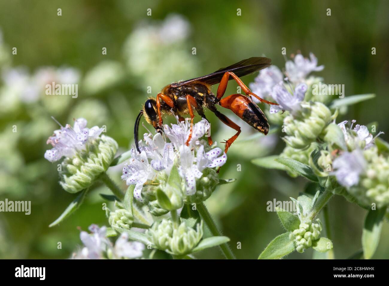Great golden digger wasp on a wildflower at Geode State Park in Henry ...