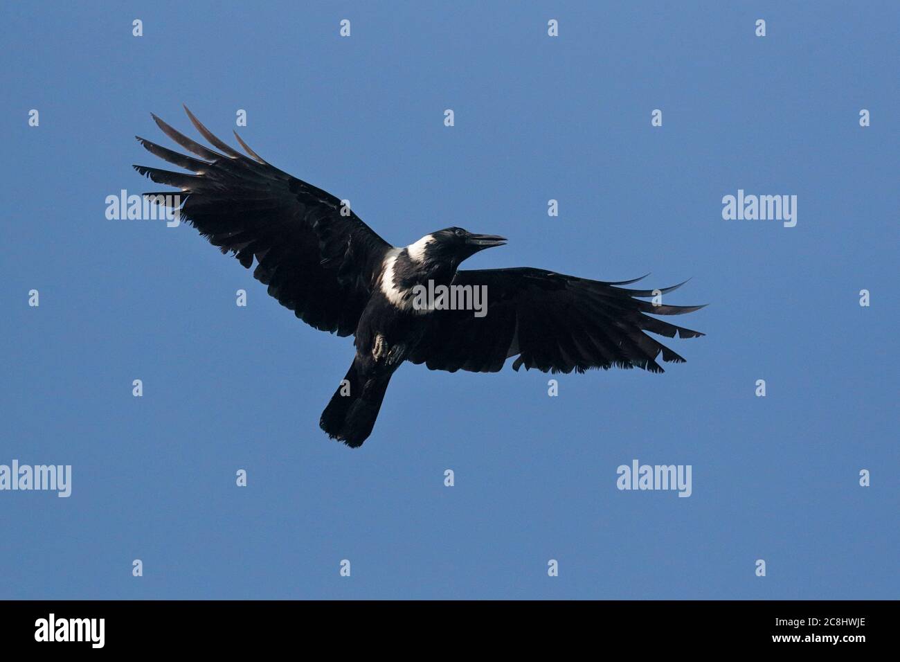 Collared Crow (Corvus torquatus) adult in flight with blue sky back ground, Nam Sang Wai fishponds, Deep Bay, Hong Kong, China 17th November 2019 Stock Photo