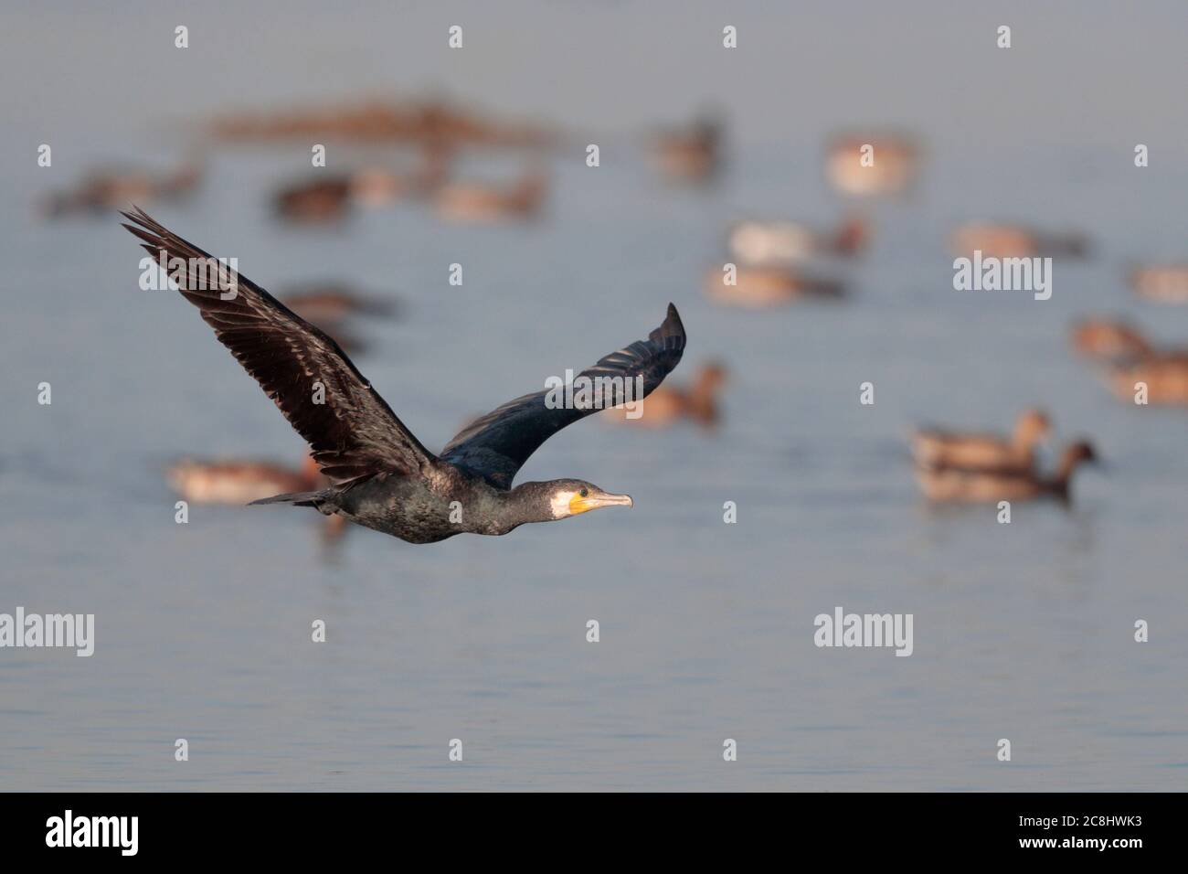 Great Cormorant (Phalacrocorax carbo) in flight over Deep Bay, from boardwalk hide, Mai Po Nature Reserve, Hong Kong 22nd Nov 2019 Stock Photo