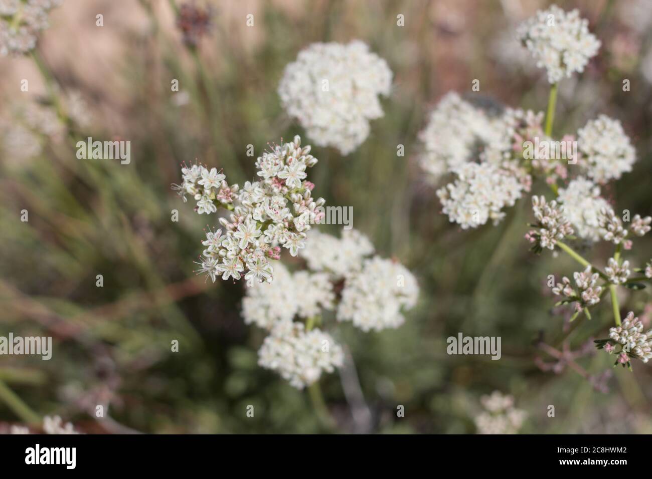 East Mojave Buckwheat, Eriogonum Fasciculatum, Polygonaceae, native