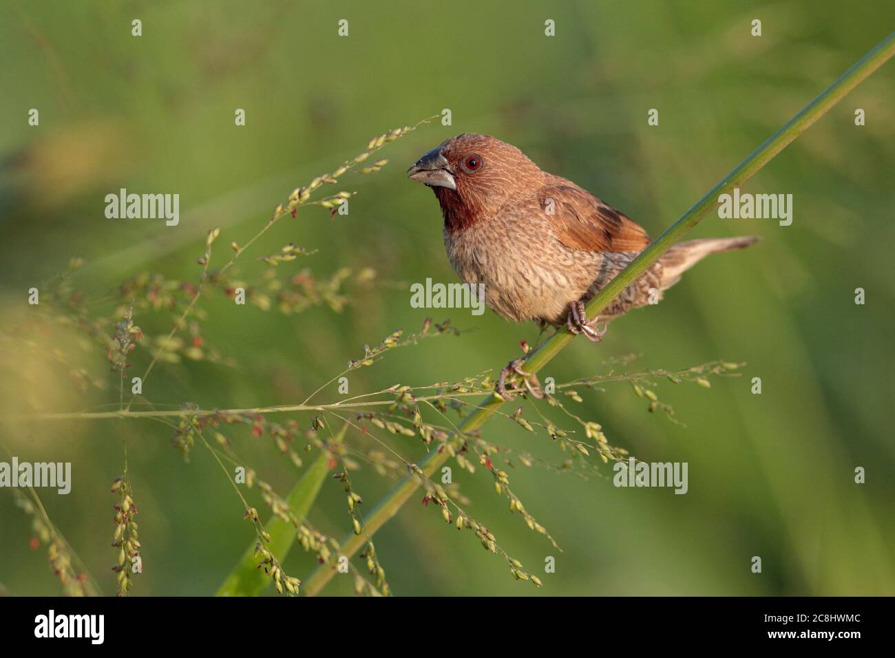 Scaly-breasted Munia (Lonchura punctulata), on grass stem, Long Valley, New Territories, Hong Kong, China 18th November 2019 Stock Photo