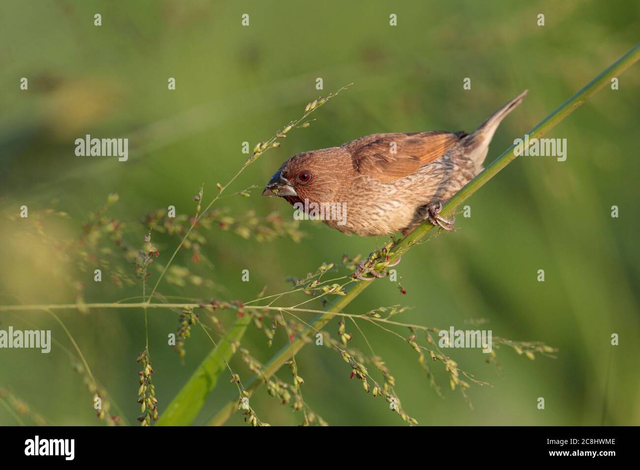 Scaly-breasted Munia (Lonchura punctulata), on grass stem, Long Valley, New Territories, Hong Kong, China 18th November 2019 Stock Photo