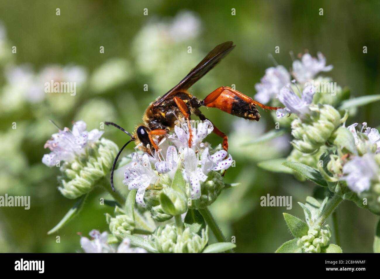 Great golden digger wasp on a wildflower at Geode State Park in Henry ...