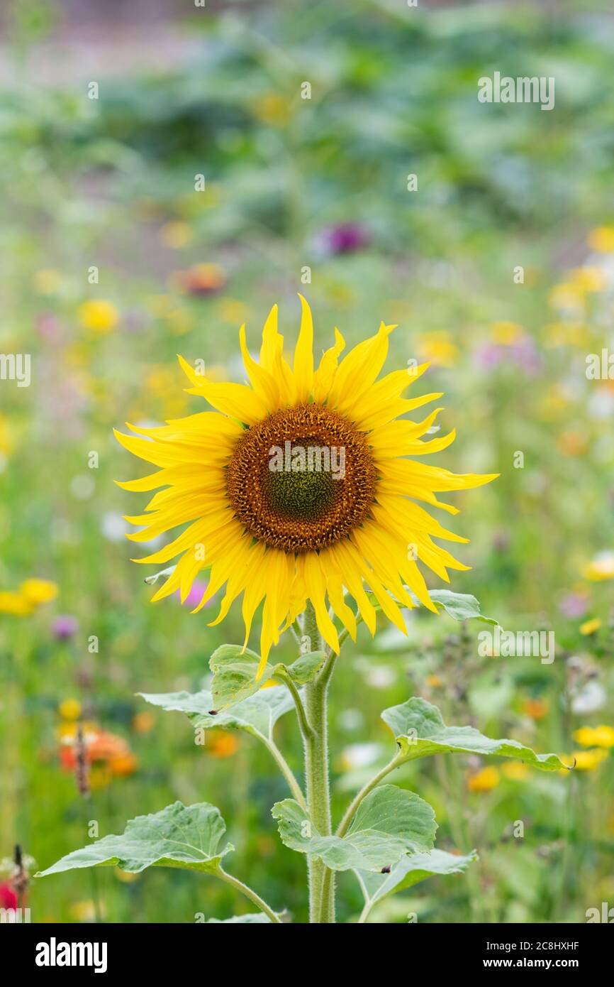 Wildflower meadow uk insects hi-res stock photography and images - Alamy