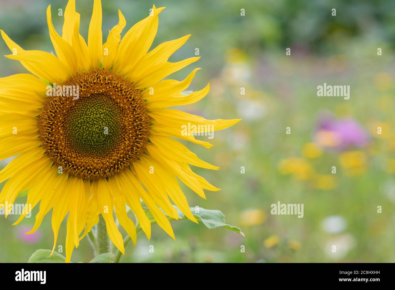 Helianthus annuus. Lone Sunflower in a wildflower meadow. UK Stock Photo