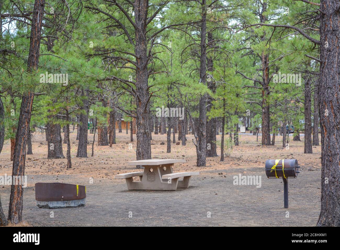 Bonito Campground recreation site, surrounded by Ponderosa Pine Trees