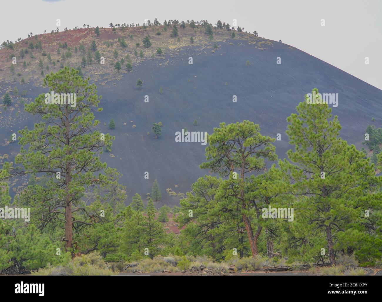 Ponderosa Pine Trees with Tephra Volcanic ash on the mountain slopes in