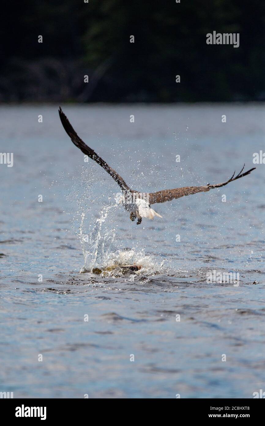 Bald Eagle (Haliaeetus leucocephalus) dropping a large fish on Rainbow ...