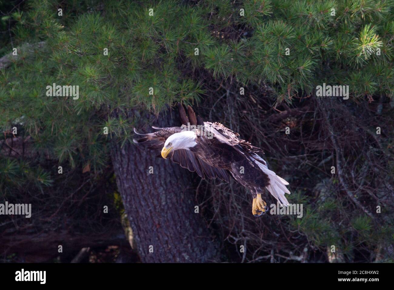 Bald Eagle (Haliaeetus leucocephalus) flying in Northern Wisconsin, horizontal Stock Photo