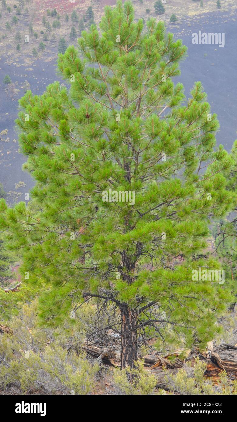 Ponderosa Pine Trees High Resolution Stock Photography and Images - Alamy