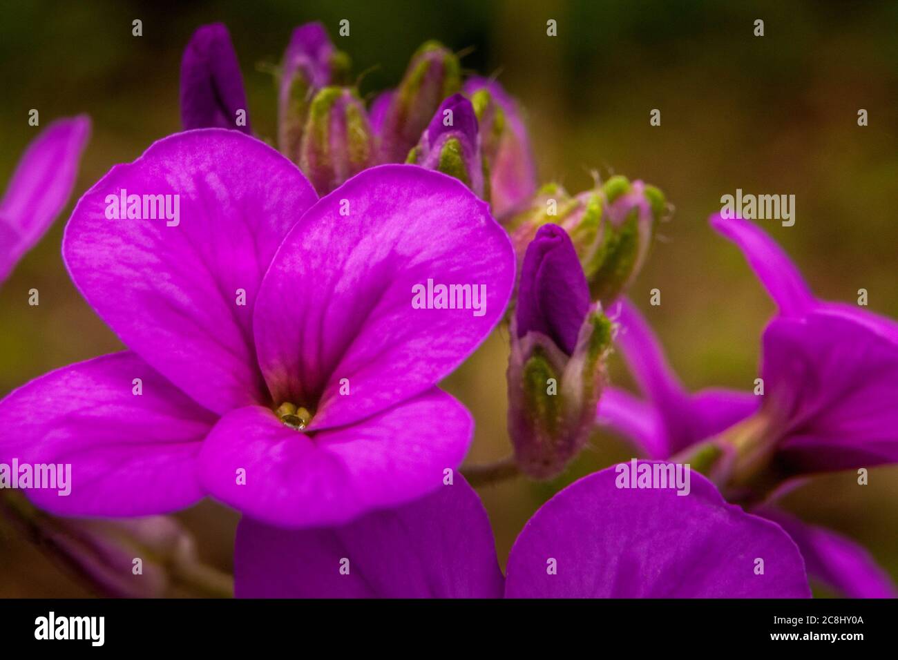 Close up of purple wildflowers Stock Photo