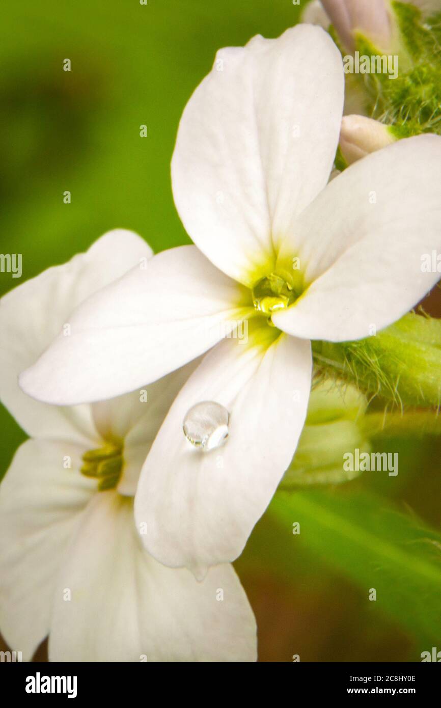 Water droplet on a white wildflower Stock Photo