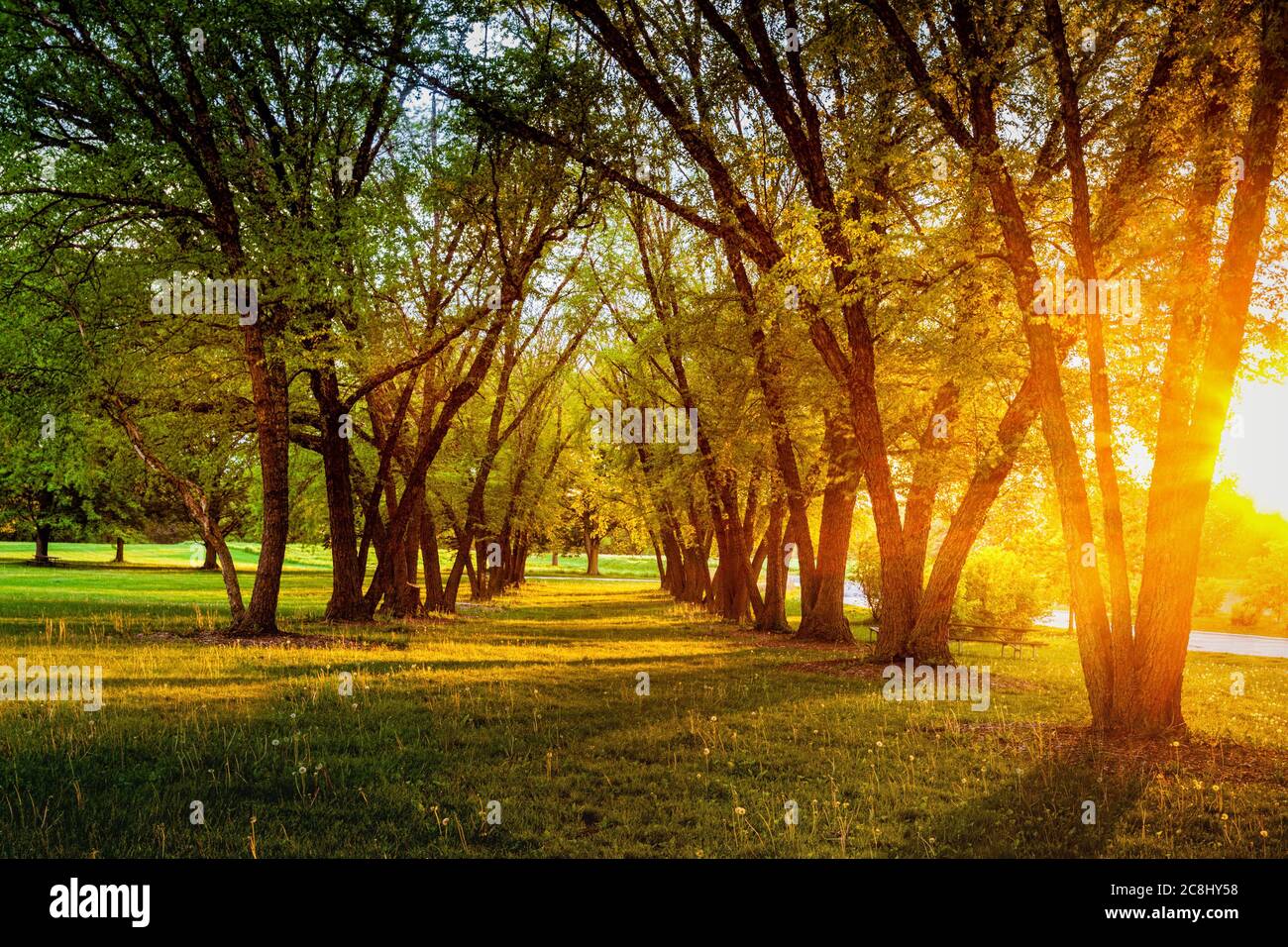 Tree lined path at sunset Stock Photo