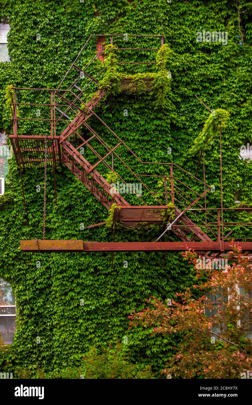 Fire stairwell on an ivy cavered wall Stock Photo