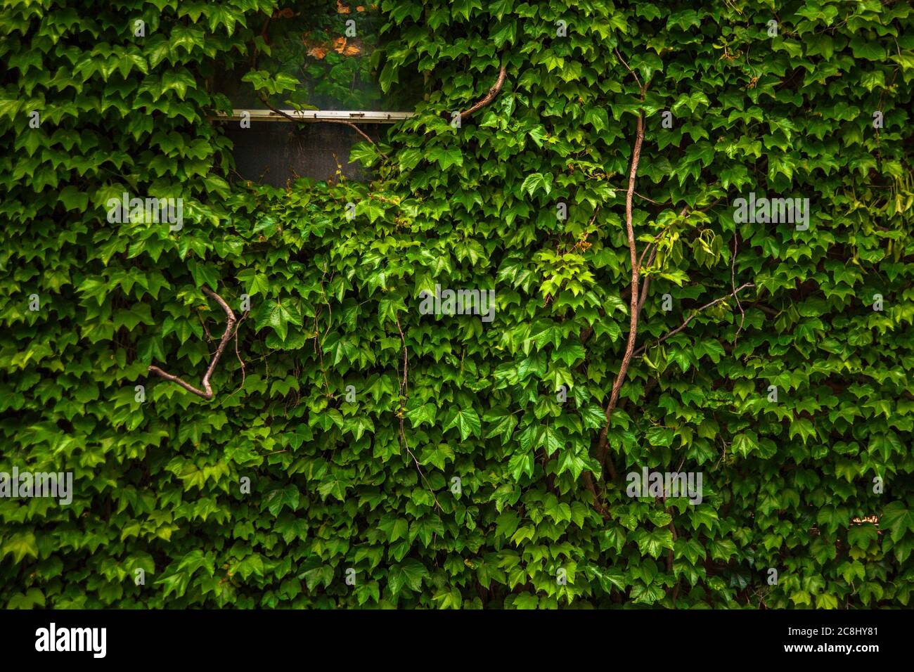 Ivy wall background Stock Photo
