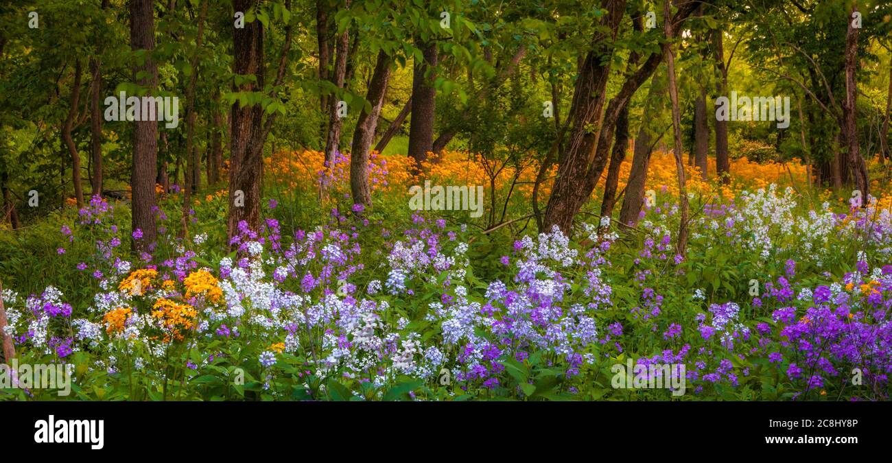 Colorful spring panorama of wildflowers in the woods Stock Photo