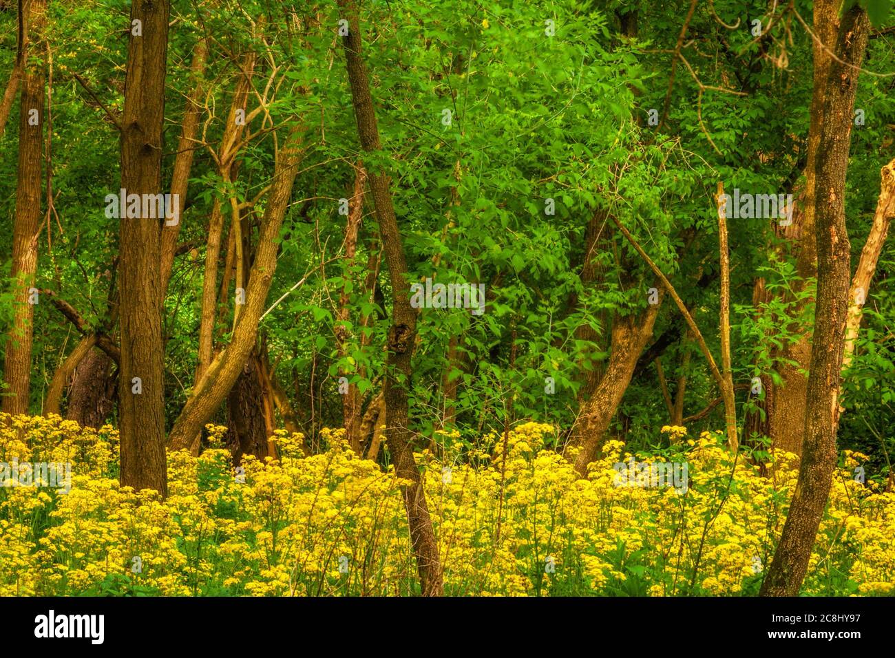 Field of yellow wildflowers in the woods Stock Photo