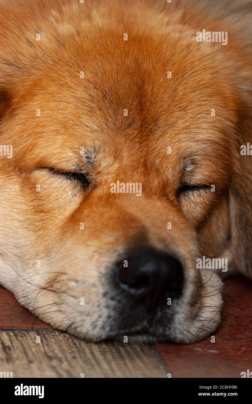 Close up image of the face of a golden retriever dog as it sleeps with