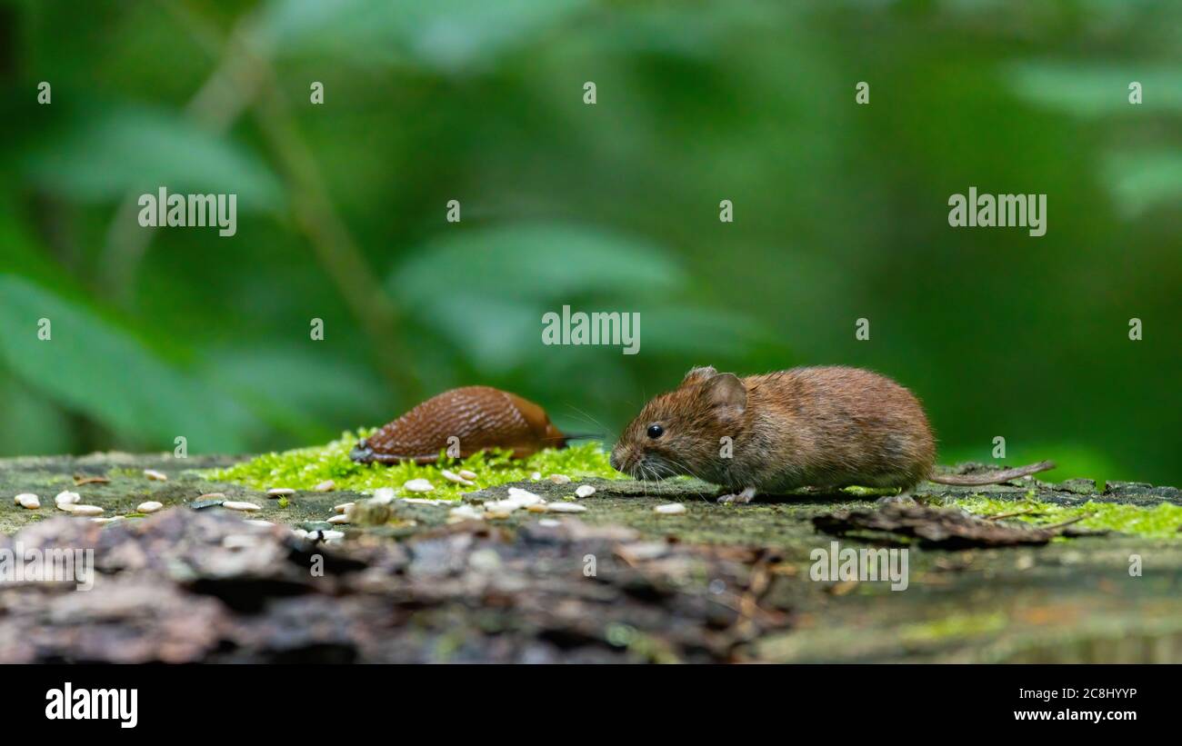 Maus, wild lebende tiere, säugetier, natur, rot, wild, fell, braun, Stock Photo