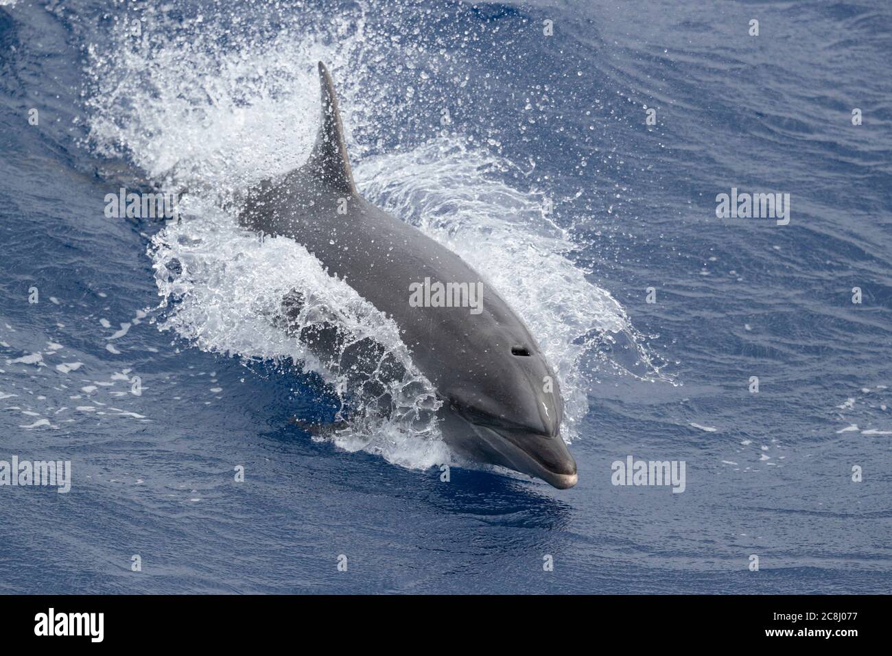Common Bottlenose Dolphin (Tursiops truncatus) - breaking surface near Ascension Island, mid-Atlantic 24th April 2018 Stock Photo