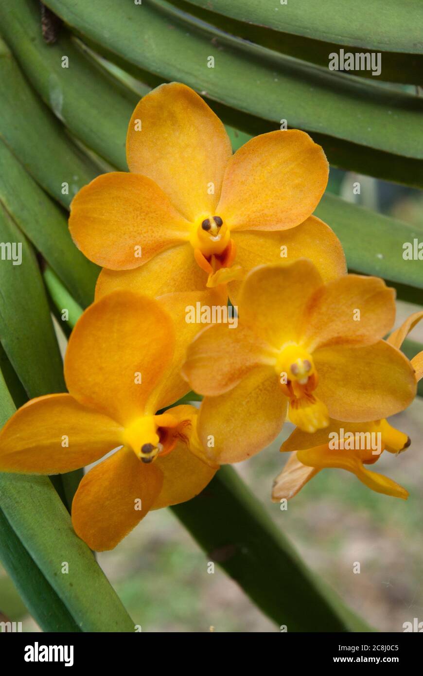 Yellow Vanda Orchid in garden Stock Photo