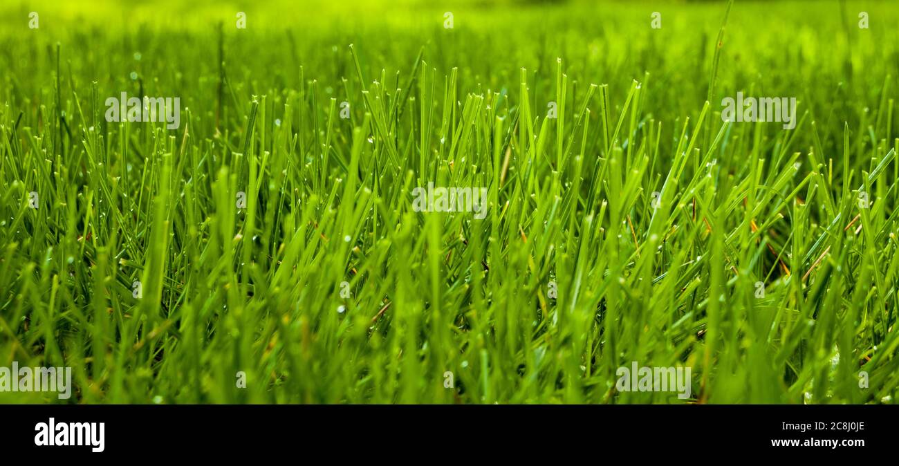Close up of a field of grass Stock Photo