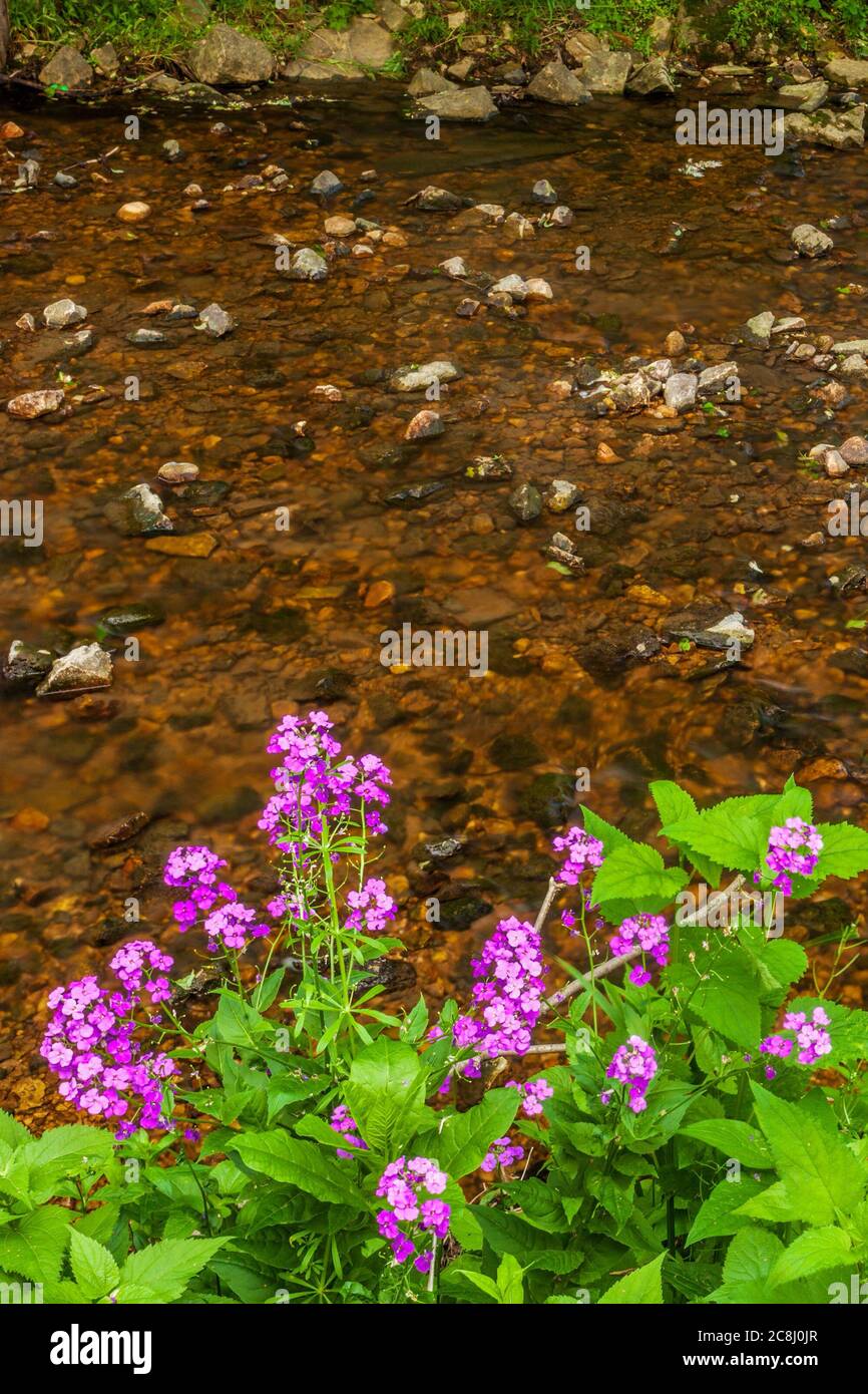Wildflowers along a riverbank Stock Photo