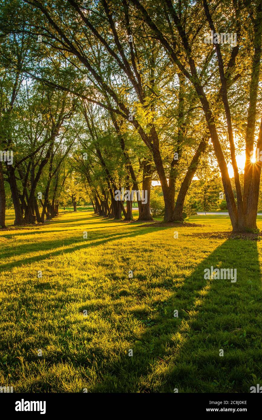 Line of trees in the woods at dusk Stock Photo