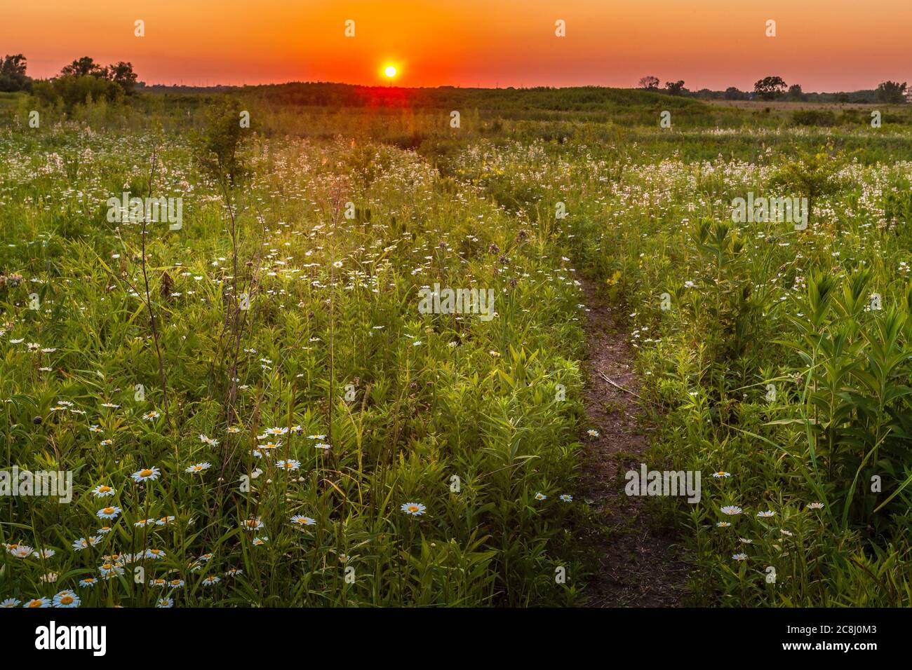 Sunset over a field of wildflowers Stock Photo