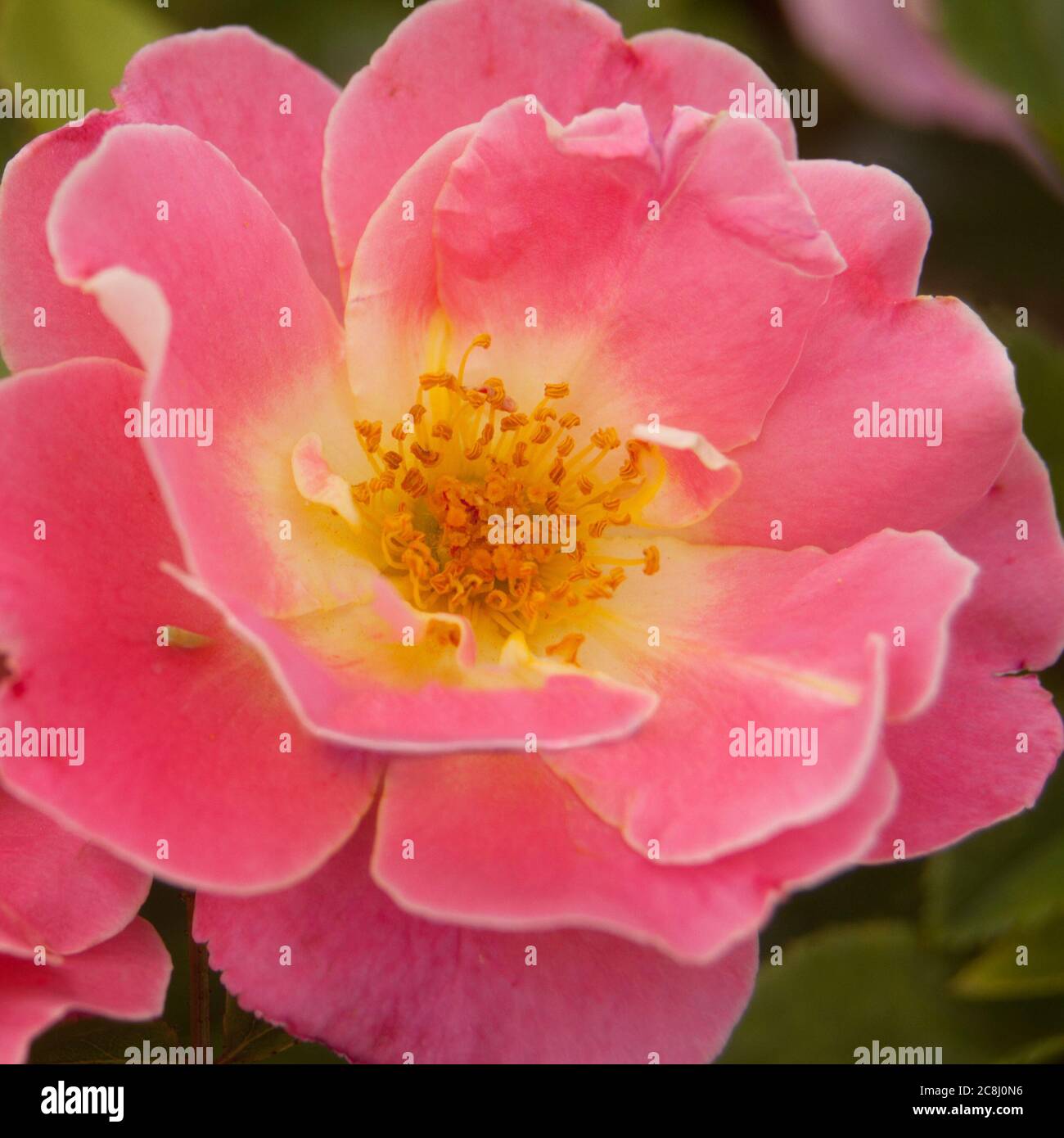 Close-up of a pink rose Stock Photo