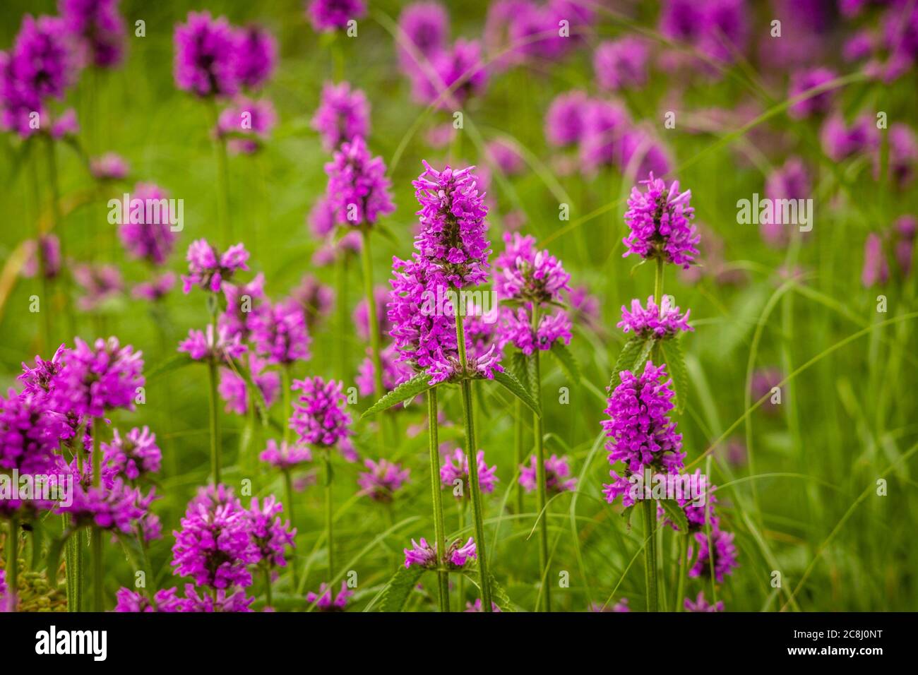 Purple Wildflowers Stock Photo