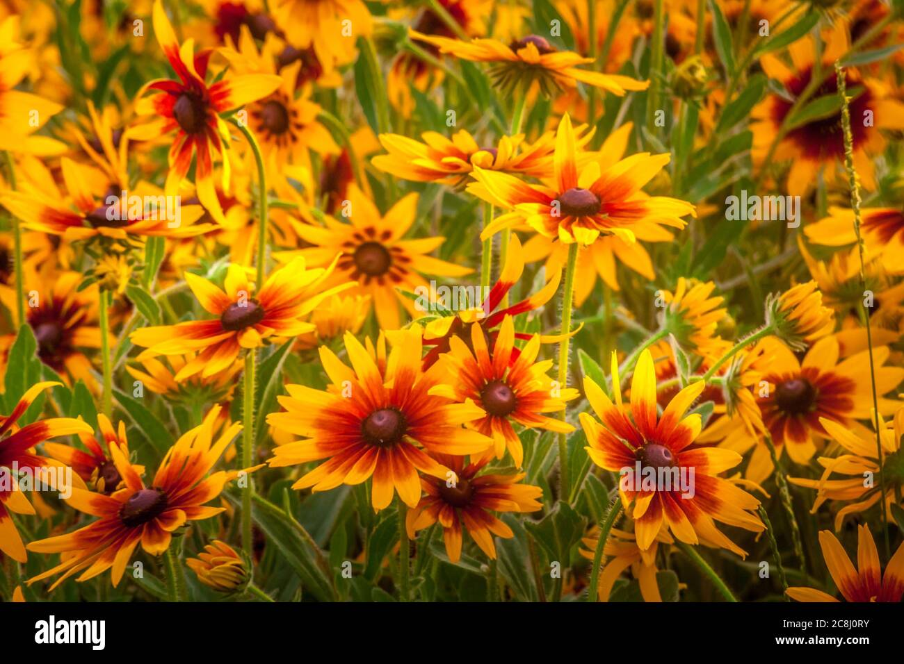 Fields of yellow flowers in the springtime Stock Photo